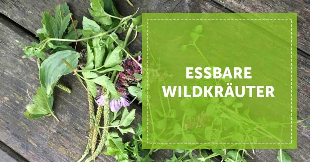 Essbare Wildkräuter Diese 5 findest du vor deiner Haustür