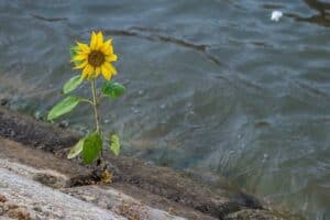 NEVEREST Berufsethik Resilienz Sonnenblume Wasser Fluss