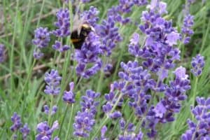 NEVEREST Selbstversorger Sauber Lavendel Hummel Bestäubung Ätherische Öle Duftstoffe Heilkräuter