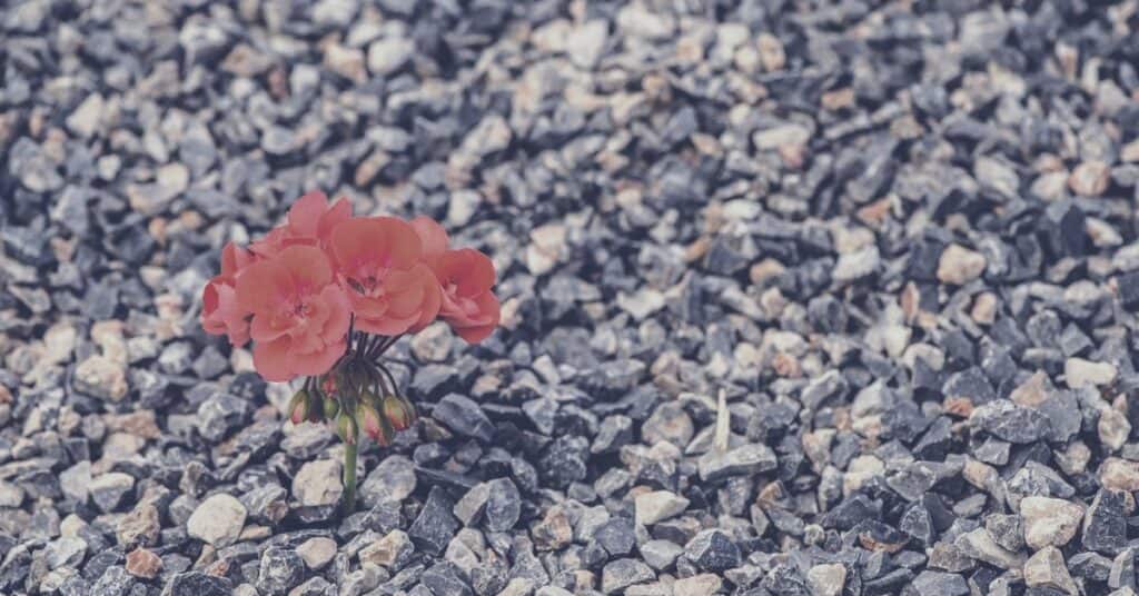 NEVEREST Angebot Resilienz Kiesel Steine Blume Härte Bedingungen Stark Durchhaltevermögen