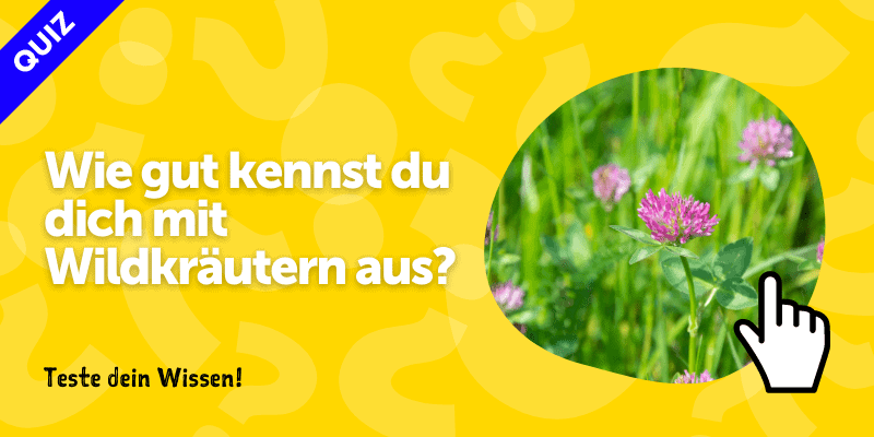 Wie gut kennst du dich mit Wildkräutern aus? 1 Wildkraeuter_quiz_test_wildkraeuterwissen