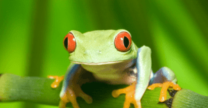 NEVEREST Blog Zeitmanagement Eat the Frog Methode Technik