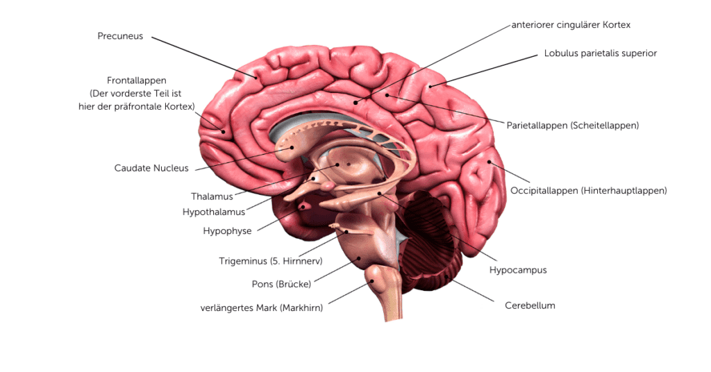 hirnregionen_kreativität_hemisphären_stimulieren