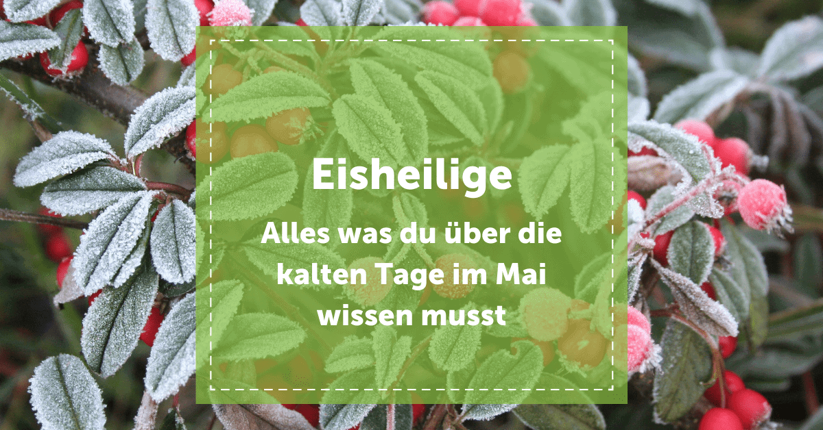 Eisheilige Frost gefroren Bauernregel alles was du wissen musst Blog