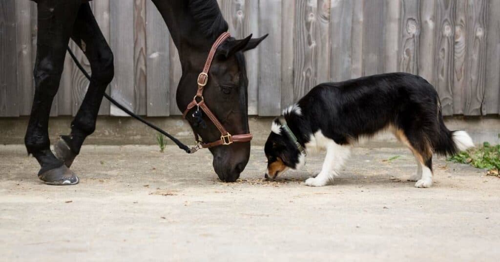 hund_pferd_bärlauch_giftig_vorsicht