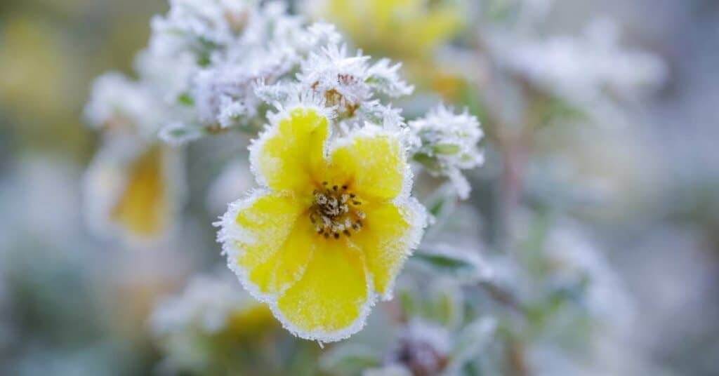 pflanzen_frost_kälte_eisheilige