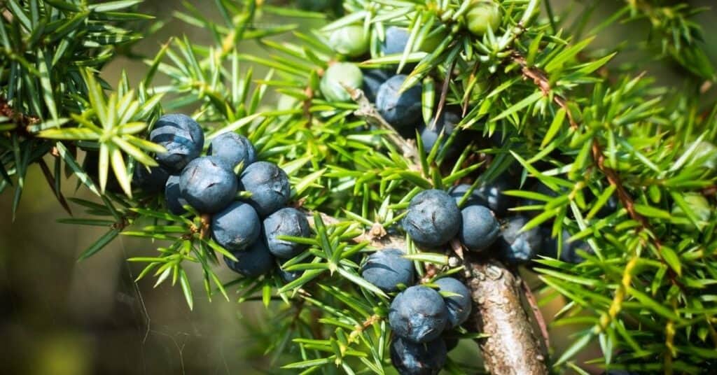 wacholder_wacholderbeeren_wacholderhonig_gegen_husten