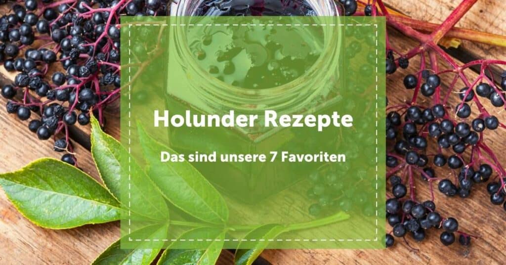 NEVEREST Blog Holunder Rezepte schwarzer Holler