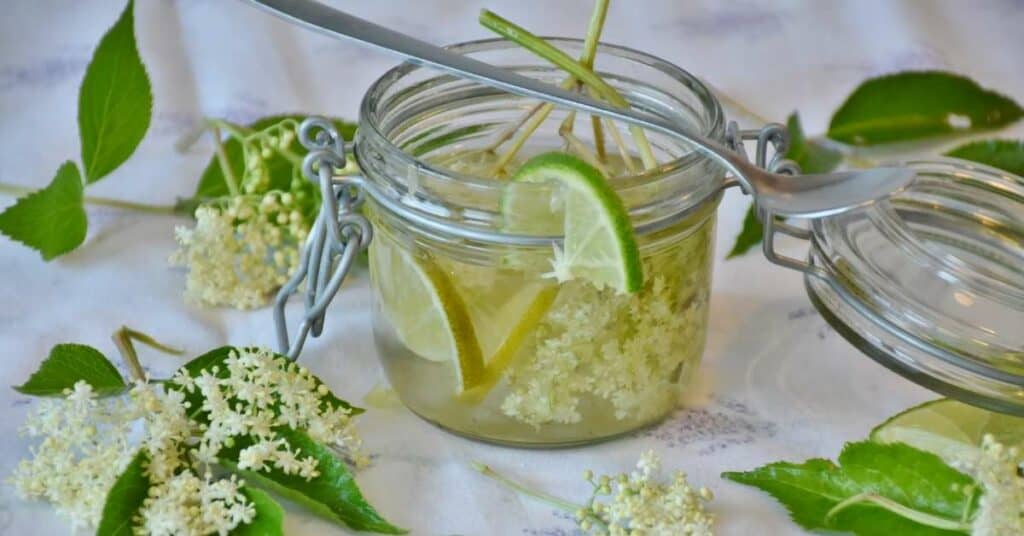 Holunder Rezepte Hollerbluetengelee schwarzer Holler Rezepte Anleitung