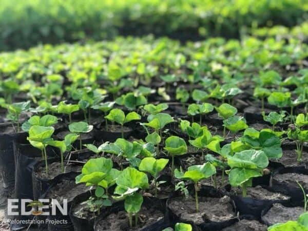 NEVEREST Projekte Haiti 2018 Seedlings Eden Reforestation Projects