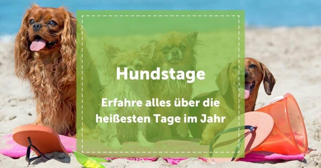 NEVEREST Blog Hundstage 2021 heißesten Tage im Jahr Header Hitze Sommer Juli August