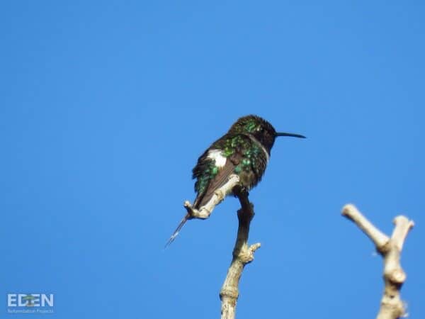 NEVEREST Projekte Eden Reforestation Projects Vogel Vögel