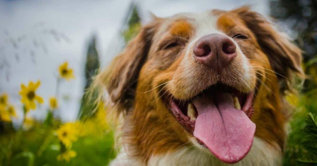 hundstage hitze namensgebung astronomisch hund