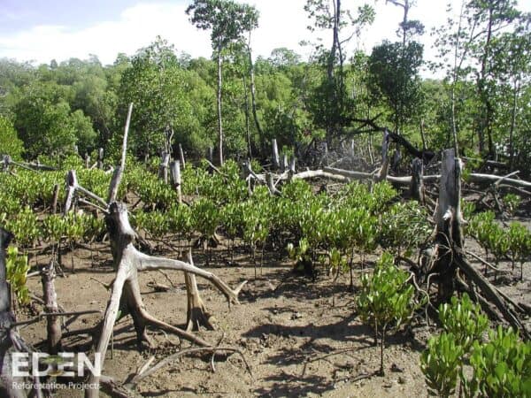 NEVEREST Projekte Madagaskar Bäume Eden Reforestation Projects