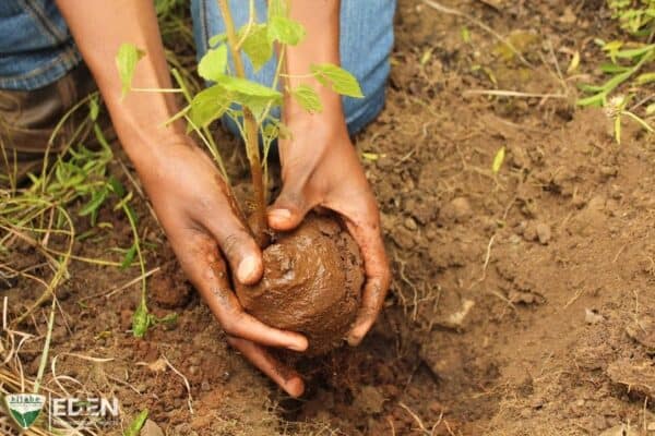 NEVEREST Projekte Pflänzchen Seedling Aufforstung Wälder Weltweit