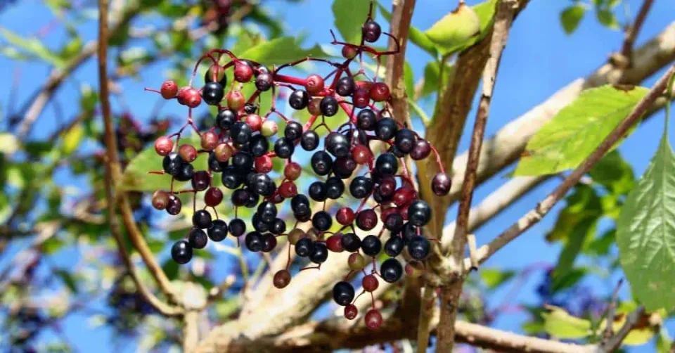 NEVEREST Blog Holunder Rezepte Heilwirung Hollerbeeren Antioxidantien Enzündungshemmend