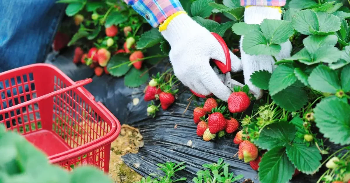 NEVEREST Autarkie Person pflückt frische Erdbeeren