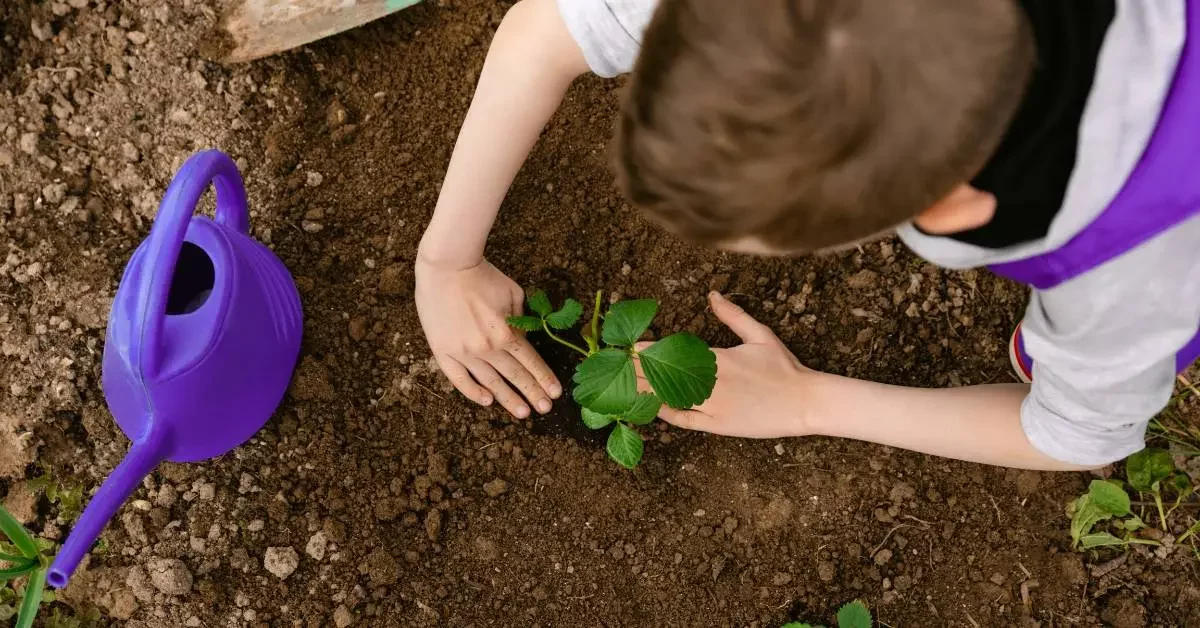 NEVEREST Gartenarbeit im September Junge säht Erdbeerpflanzen