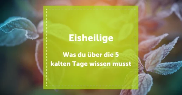 NEVEREST Blog Header Eisheilige Mai Kalte Tage