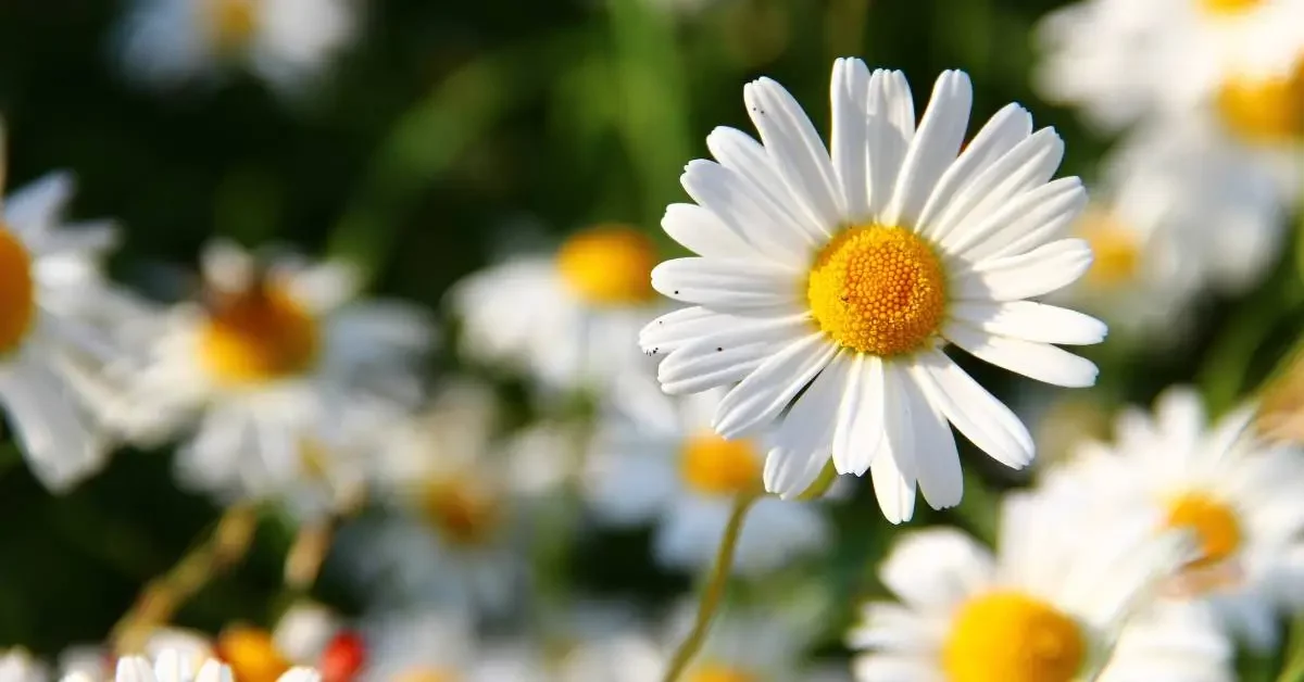 NEVEREST essbare Wildkräuter Gänseblümchen