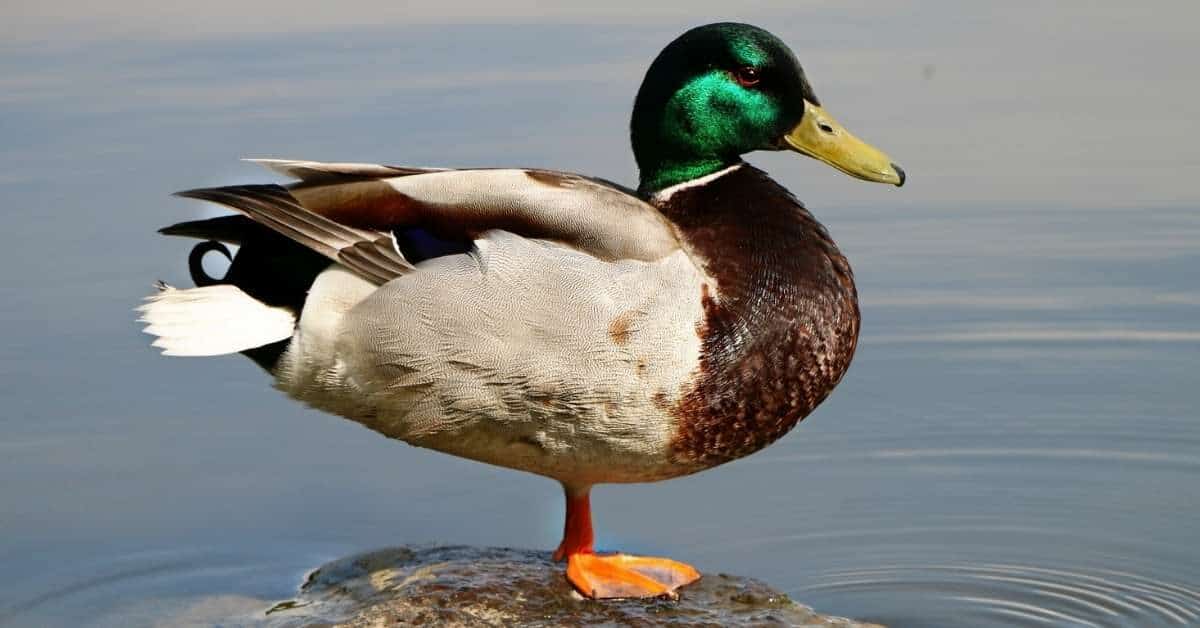 NEVEREST - Eine Ente