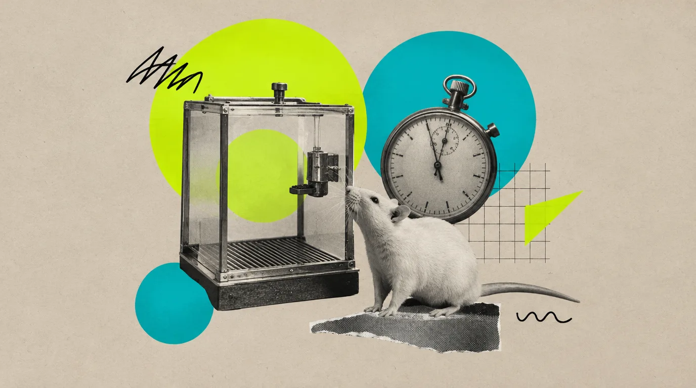 Collage: Ein Laborglas mit einer weißen Ratte daneben, eine Stoppuhr